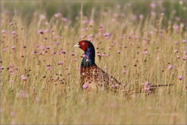 <p>BAŽANT OBECNÝ (Phasianus colchicus) Mladá Boleslav-Radouč /Common pheasant - Fasan/</p>